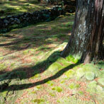 Kyoto 2019, Saiho-Ji or Kokedera. The moss temple